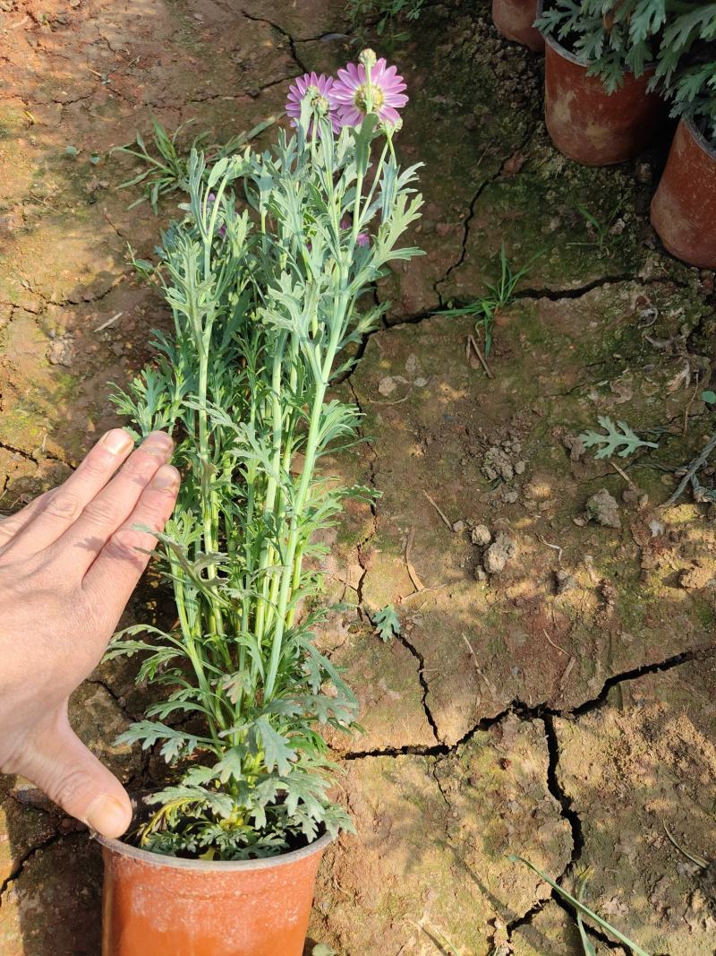 马格丽特花