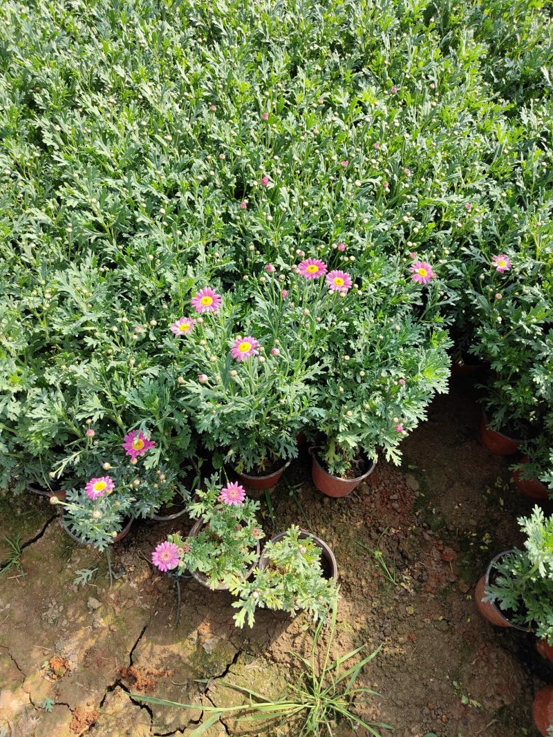 马格丽特花