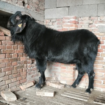 活羊努比亚黑山羊肉羊活体纯种努比亚公母大小都有