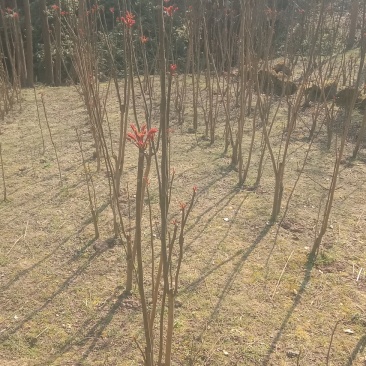 四川大竹香春牙原产地，质优价廉，原生态，有要的请联系我。