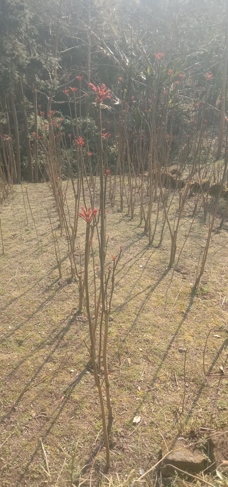 四川大竹香春牙原产地，质优价廉，原生态，有要的请联系我。
