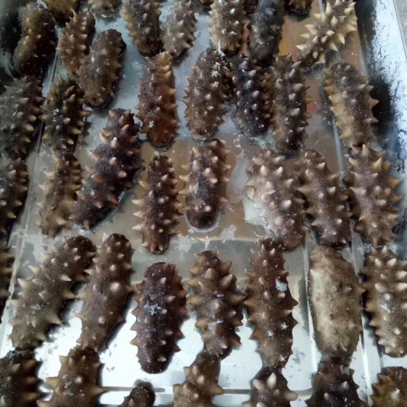 大连即食海参10-40头，自有水发厂一手货源，量大价优