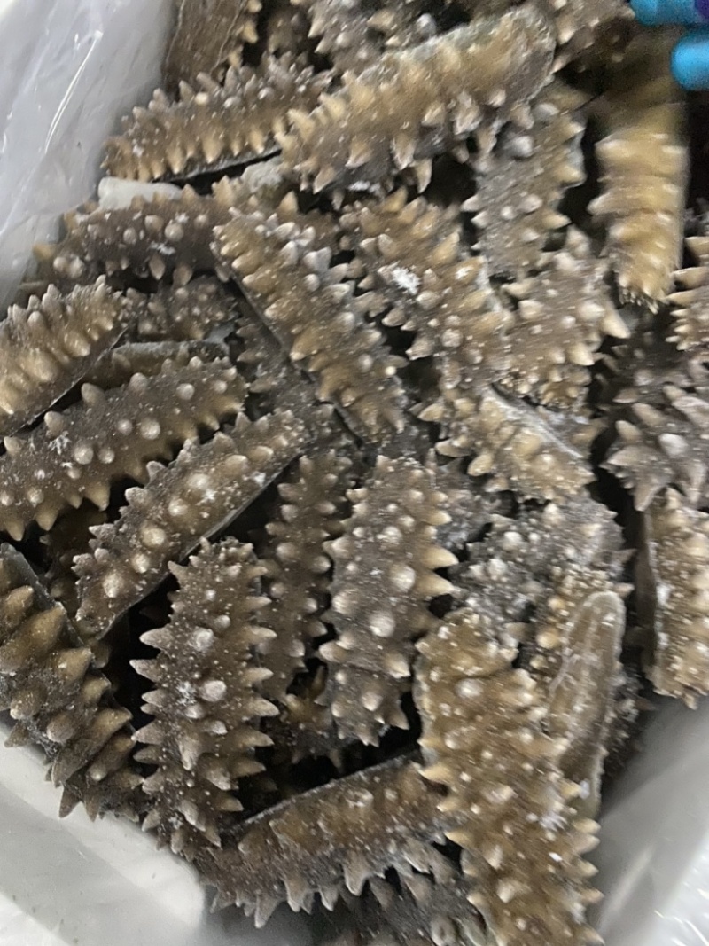 大连即食海参10-40头，自有水发厂一手货源，量大价优