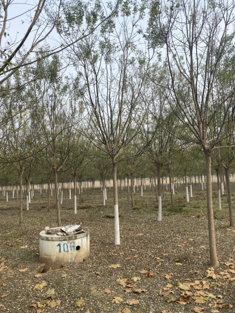 国槐—山东苗圃基地直销，清地退林处理，历史新低价