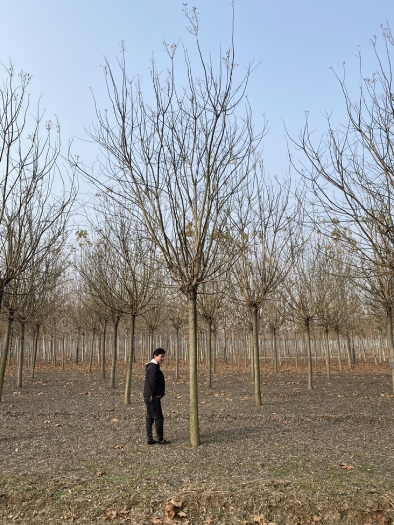 国槐—山东苗圃基地直销，清地退林处理，历史新低价