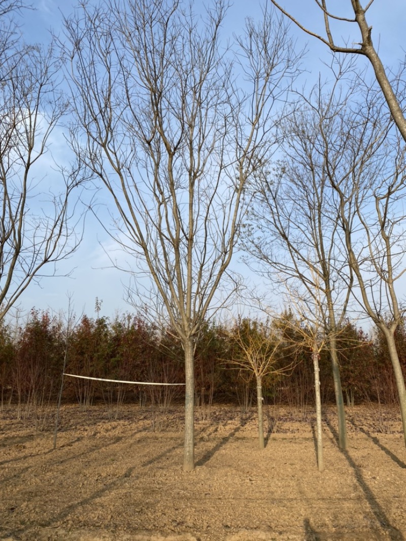 国槐—山东苗圃基地直销，清地退林处理，历史新低价