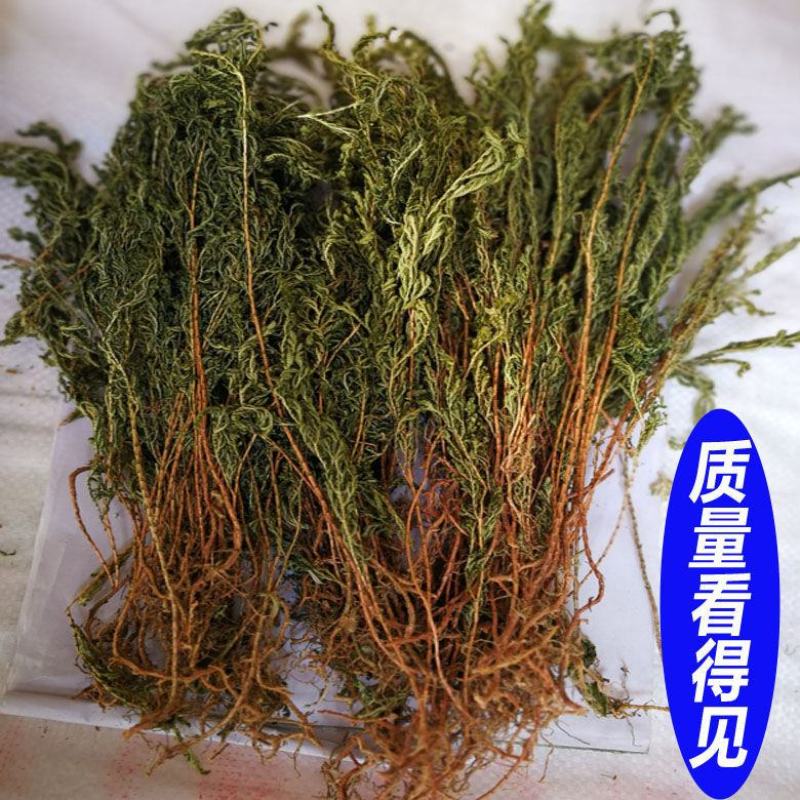 地柏枝，一手货源，野生地柏枝，产地直供道地药材，品质保证
