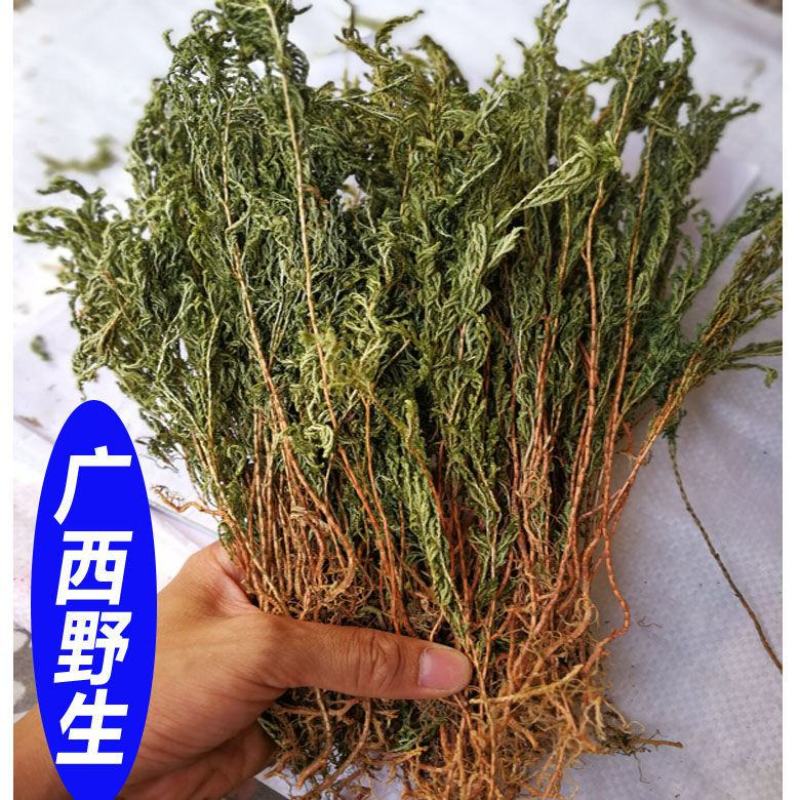 地柏枝，一手货源，野生地柏枝，产地直供道地药材，品质保证