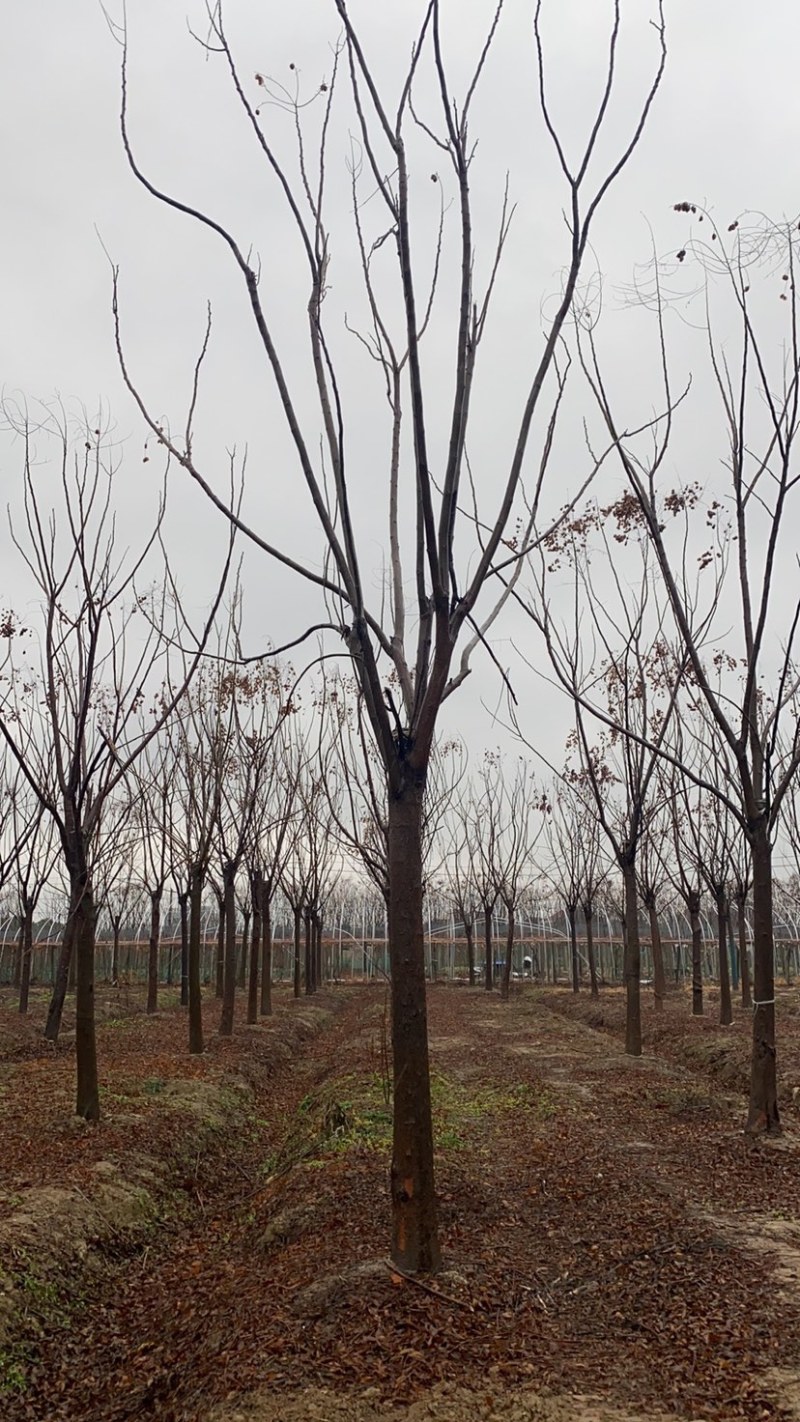 江苏优质栾树10公分一20公分基地直销量大从优