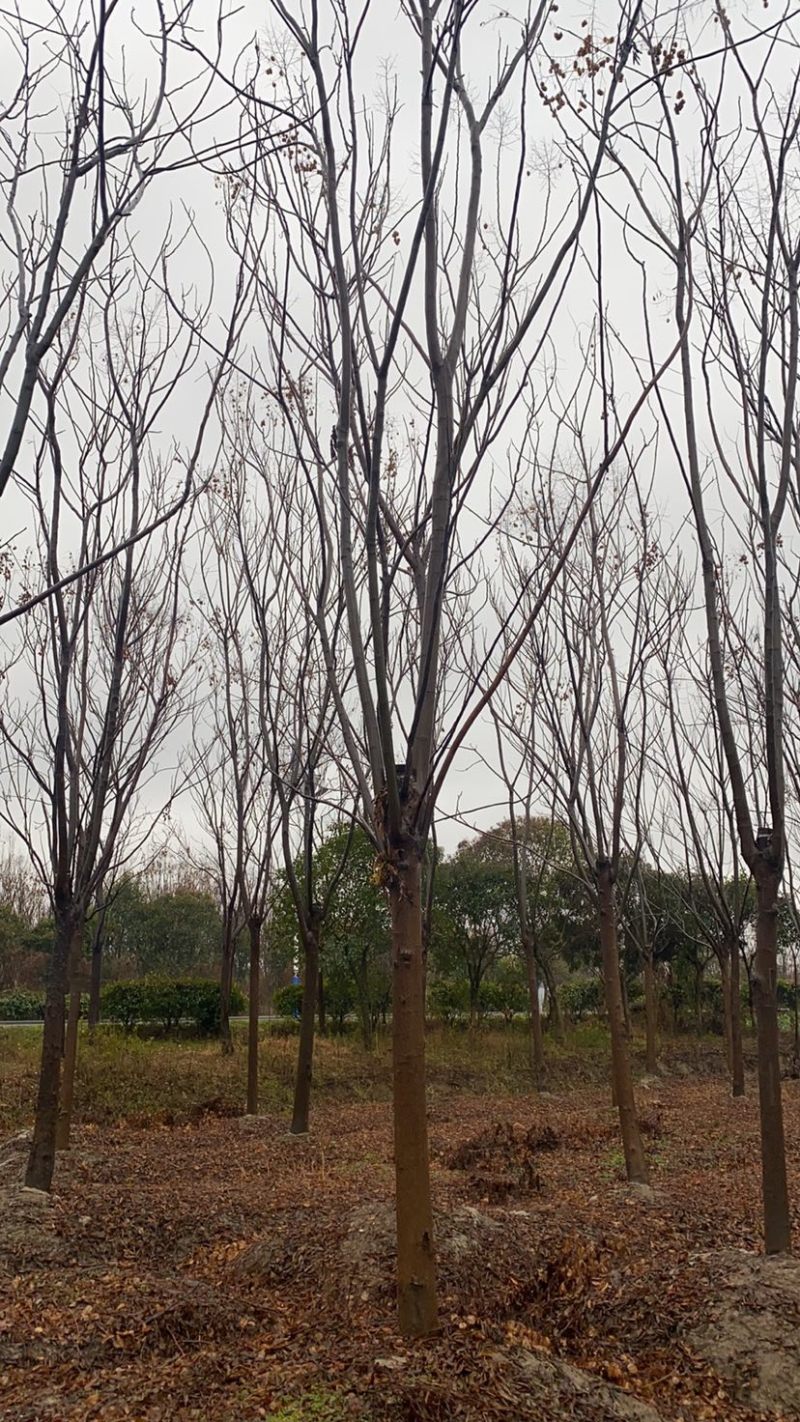 江苏优质栾树10公分一20公分基地直销量大从优