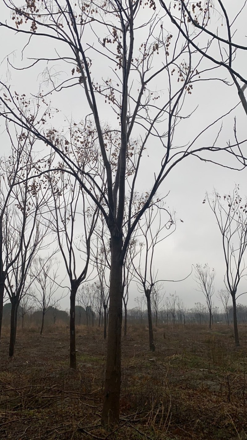 江苏优质栾树10公分一20公分基地直销量大从优