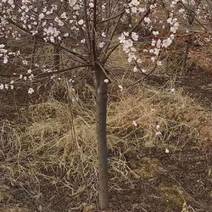 山桃树