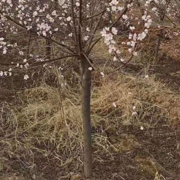 山桃树