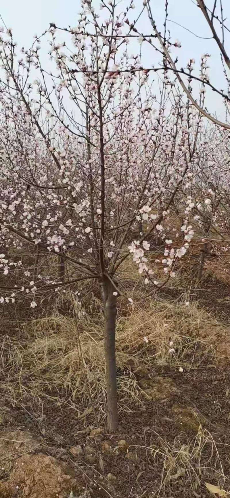 山桃树