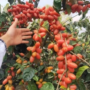广西灵山包邮靓品：（得甜2羊奶果嫁接苗）四季甜蜜羊奶果苗