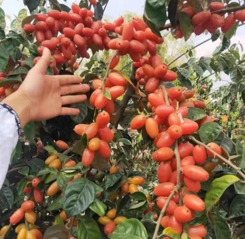 广西灵山包邮靓品：（得甜2羊奶果嫁接苗）四季甜蜜羊奶果苗