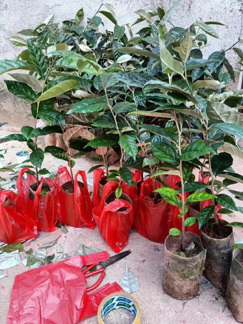 广西灵山包邮靓品：（得甜2羊奶果嫁接苗）四季甜蜜羊奶果苗
