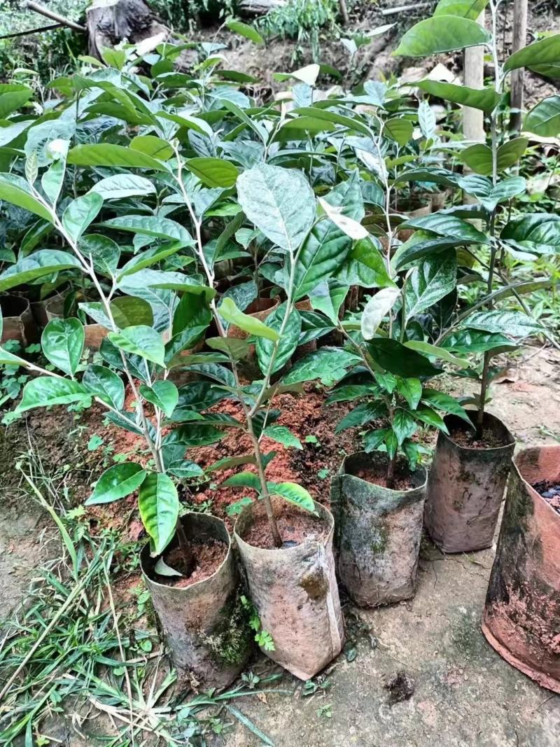 广西灵山包邮靓品：（得甜2羊奶果嫁接苗）四季甜蜜羊奶果苗