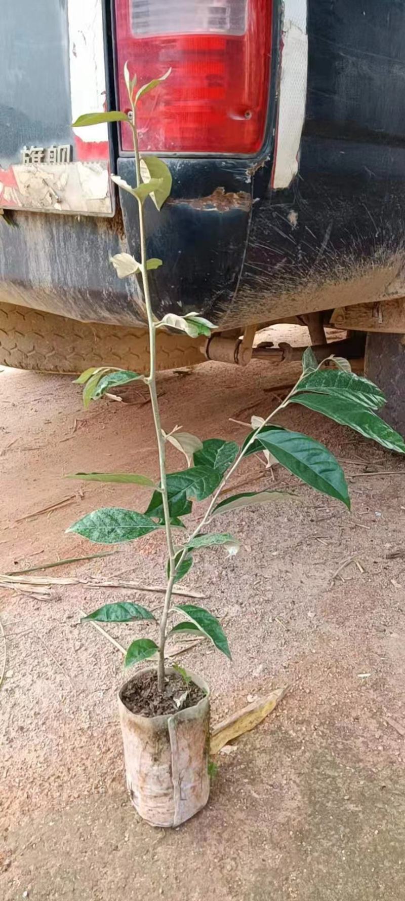 广西灵山包邮靓品：（得甜2羊奶果嫁接苗）四季甜蜜羊奶果苗