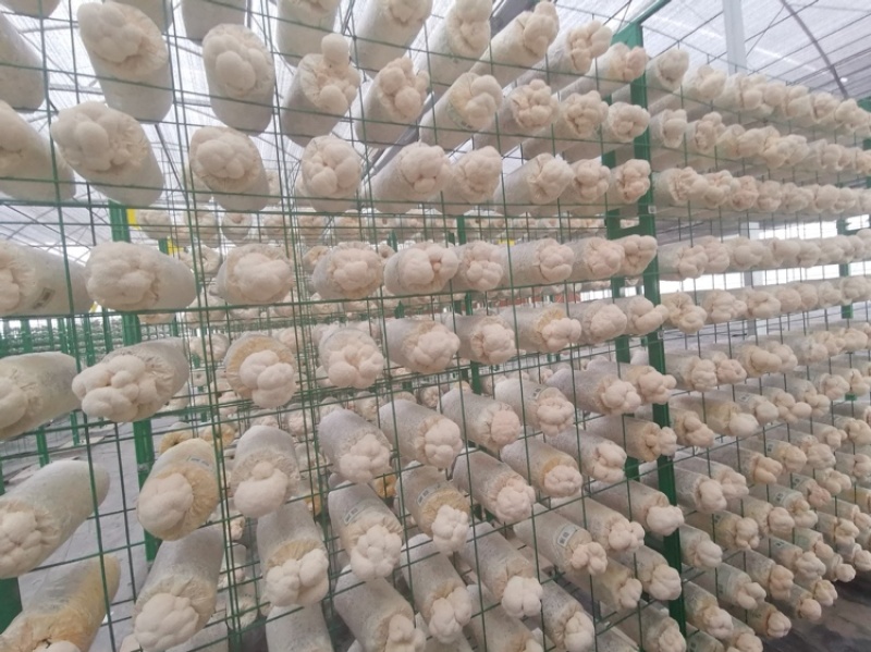 西安蘑菇、菌种（母种、原种、栽培种）、平菇出菇菌棒