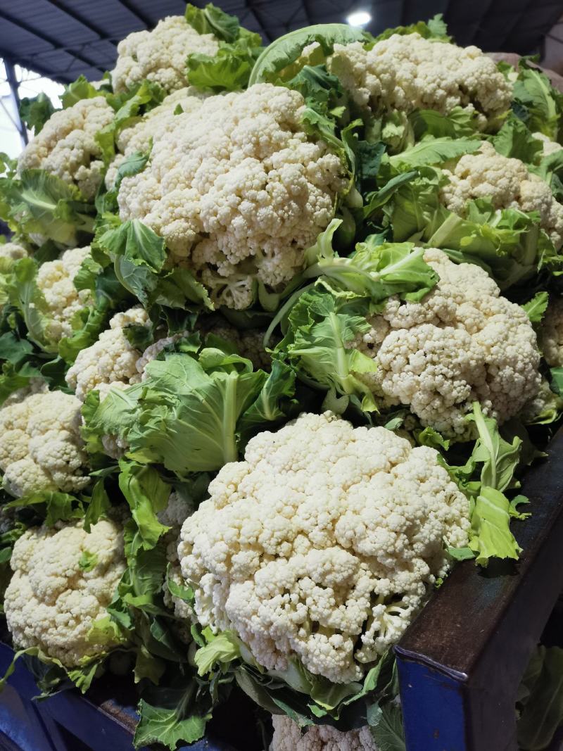 越冬有机花菜大量上市中，质量好价格低有需要的联系。