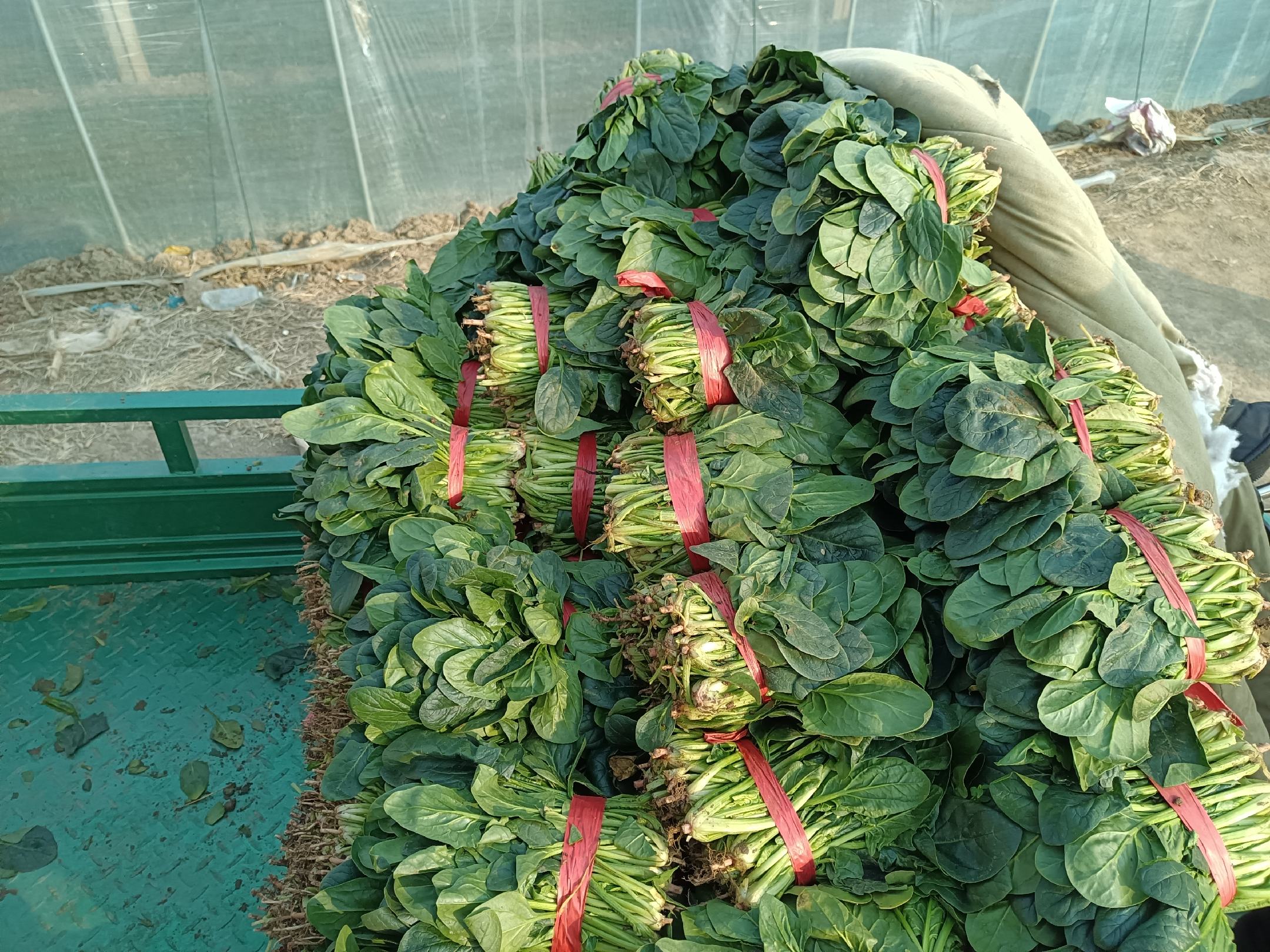装载新鲜大叶菠菜的冷链车即将发往城市配送中心,确保产品新鲜送达 大叶菠菜在冷链运输中