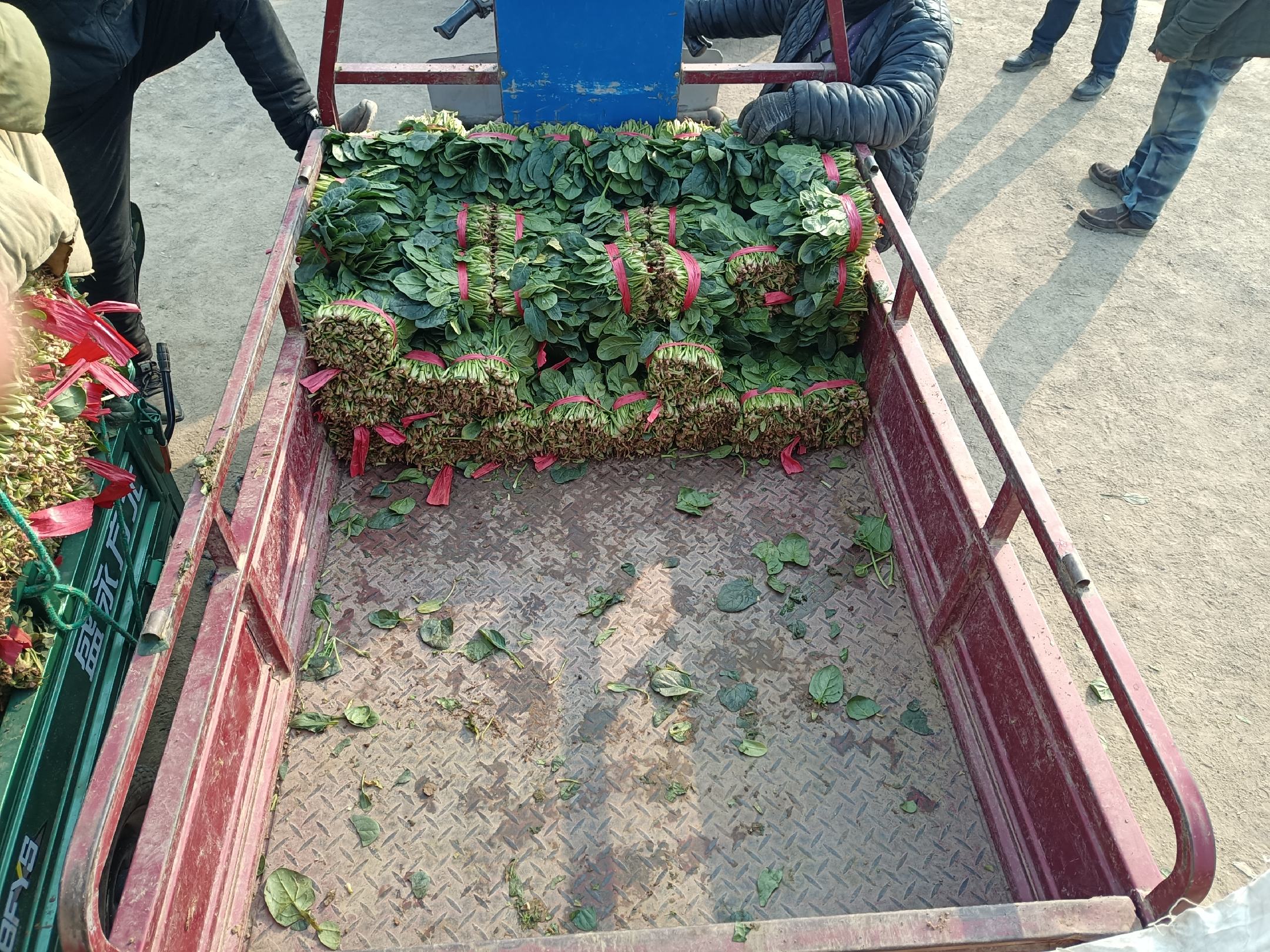 菠菜冷链运输车与加工生产线
