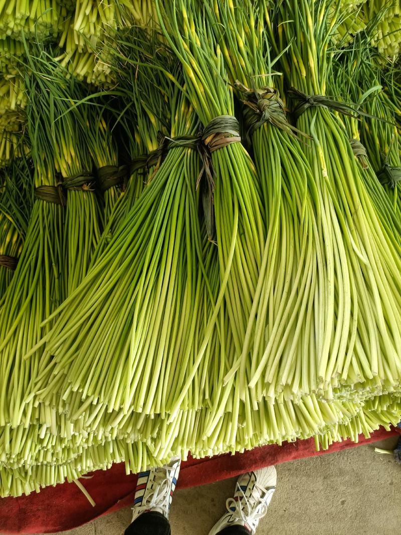 彭州蒜苔大量上市了，欢迎大家前来采购！！！！！！！！！！