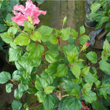 芙蓉牡丹多色