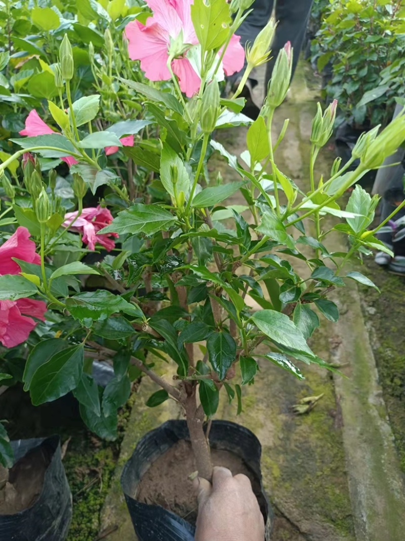 芙蓉牡丹多色