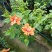 芙蓉牡丹多色