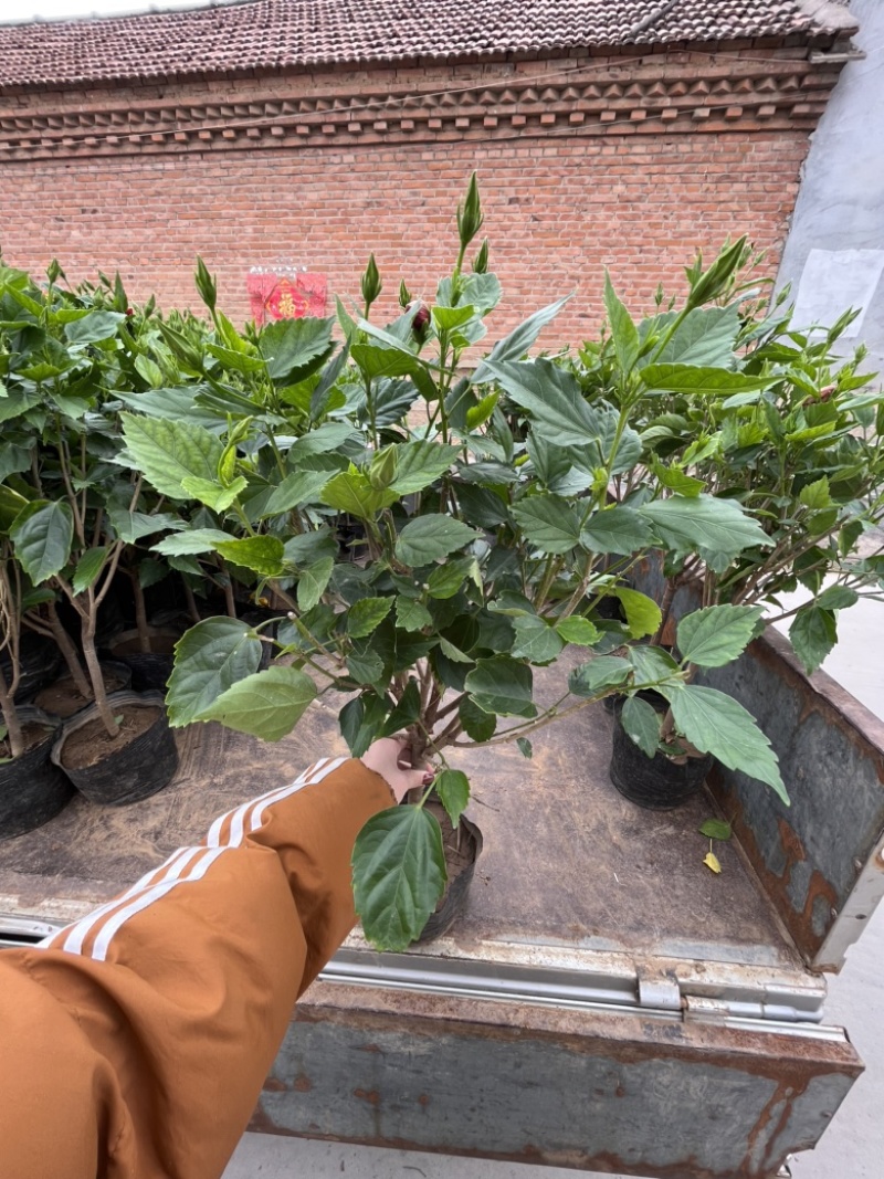 芙蓉牡丹多色