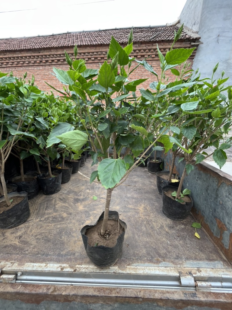 芙蓉牡丹多色