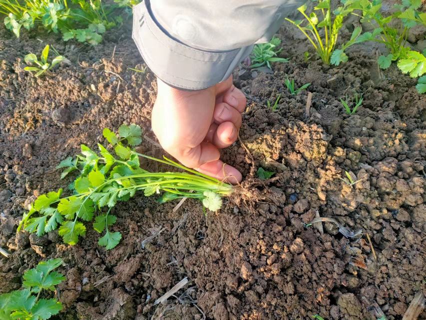 实验室条件下香菜种子标准化处理流程:左侧培养皿盛放经0.1%高锰酸钾消毒并阴干至临界含水量的香菜籽(粒粒分离、无粘连),右侧手持精量播种器正在沙壤土模型垄面上进行0.5 cm深度穴播,旁置游标卡尺显示覆土厚度精确控制在0.48 cm 香菜种子药剂处理与浅覆土特写