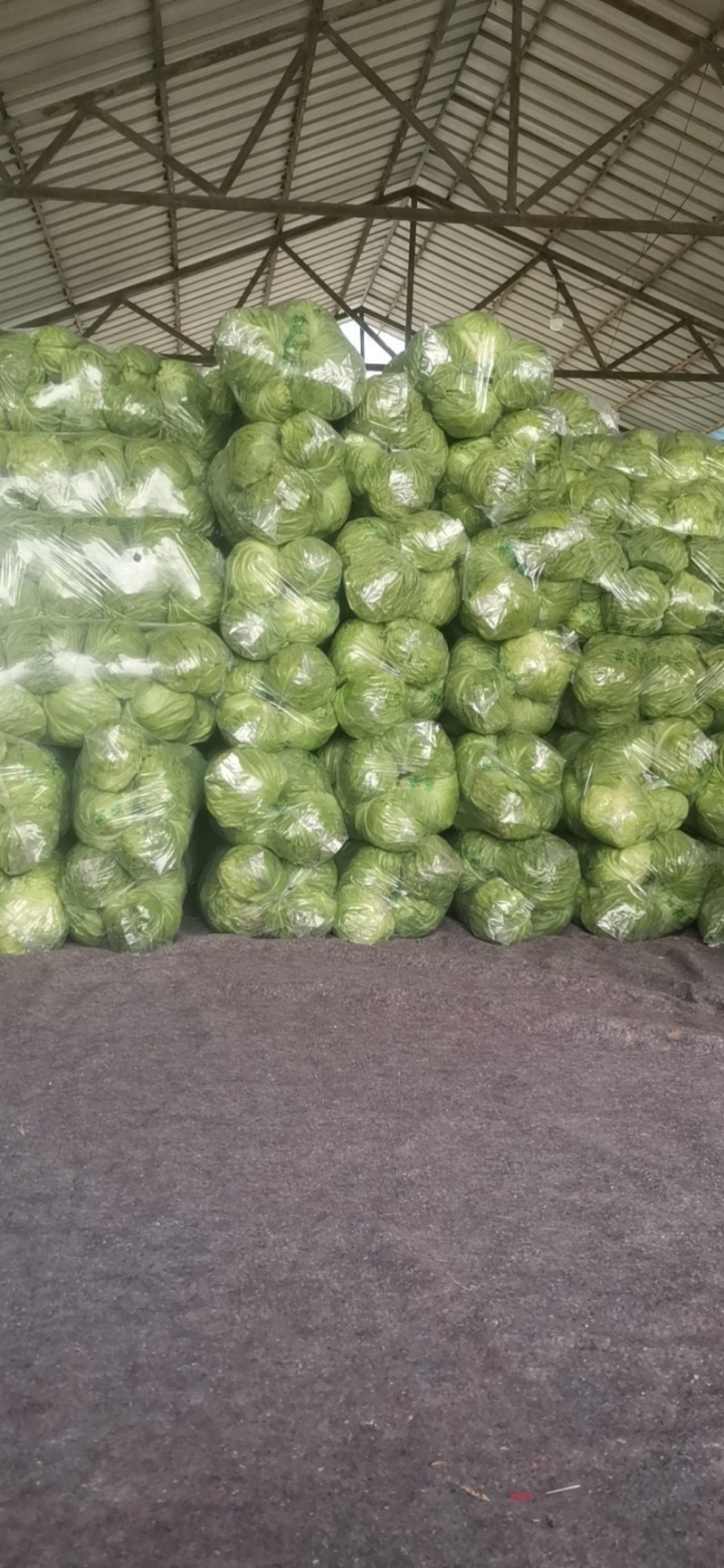 中甘甘蓝，3月底大量上市，品种优良价格合理
