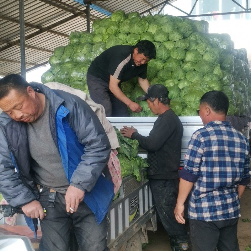 中甘甘蓝，3月底大量上市，品种优良价格合理