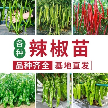 辣椒苗