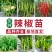 辣椒苗