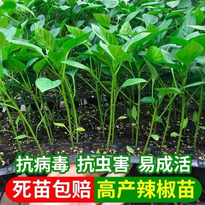 辣椒苗