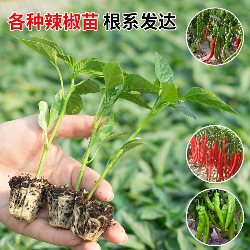 辣椒苗