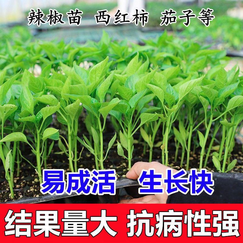 辣椒苗