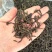 土山茶潮汕高山茶叶浓香型茶叶功夫潮汕大坪茗茶土山茶醇香黄