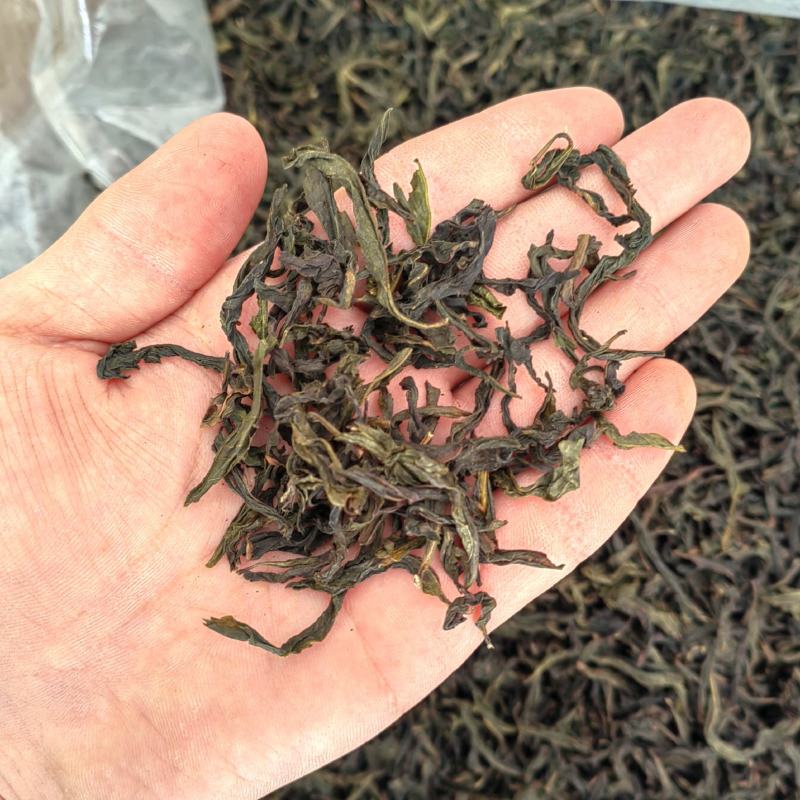 土山茶潮汕高山茶叶浓香型茶叶功夫潮汕大坪茗茶土山茶醇香黄