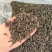 土山茶潮汕高山茶叶浓香型茶叶功夫潮汕大坪茗茶土山茶醇香黄