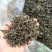 土山茶潮汕高山茶叶浓香型茶叶功夫潮汕大坪茗茶土山茶醇香黄