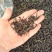土山茶潮汕高山茶叶浓香型茶叶功夫潮汕大坪茗茶土山茶醇香黄