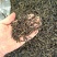 土山茶潮汕高山茶叶浓香型茶叶功夫潮汕大坪茗茶土山茶醇香黄