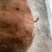 猪肚子胃病克星带虫钉