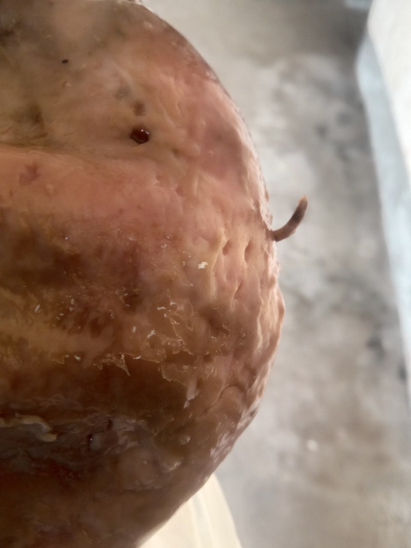 猪肚子胃病克星带虫钉