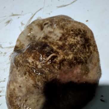 猪肚子胃病克星带虫钉